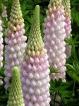 LUPINUS HYBRIDS «WEST COUNTRY BLOSSOM». 